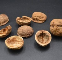 核桃殼（ké）屬於什麽垃圾（jī）精品网站999www，應該扔什麽垃圾桶